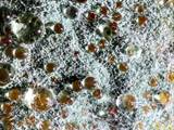 Schimmelpilze überwuchern den Schleimpiltz physarum polycephalum